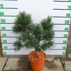 Borovica lesná (Pinus sylvestris) ´CHANTRY BLUE´ - výška 50-60 cm, kont. C5L